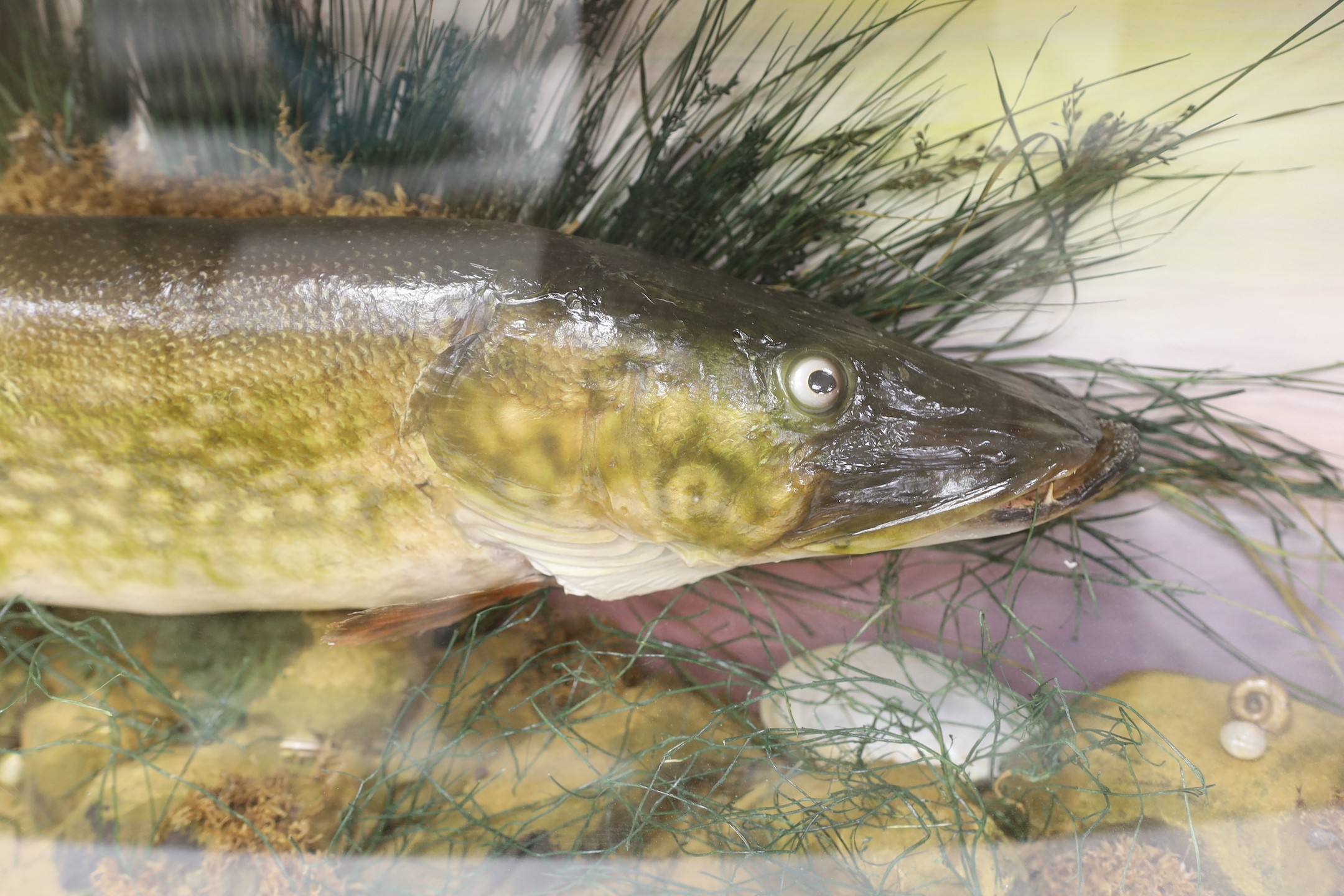 A large cased taxidermic pike, 107 cm wide x 40.5 high.